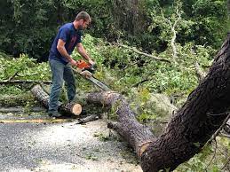 Best Tree Removal  in Paia, HI