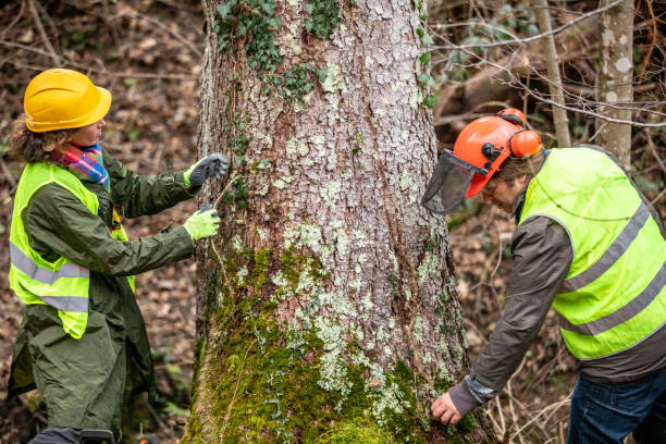 Best Tree Preservation Services  in Paia, HI